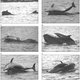 Illustration for article titled An Uplifting Dolphin Story. Literally.